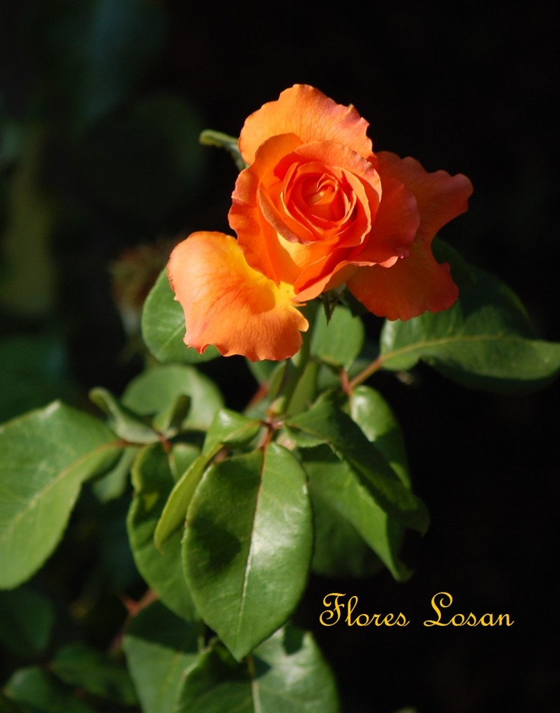 Ramos de rosas a domicilio