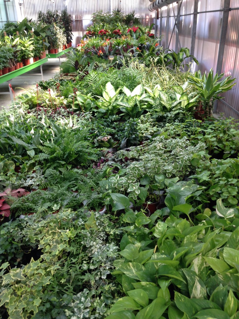 Plantas de interior