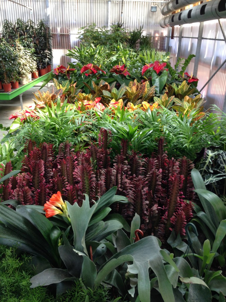 Plantas de interior