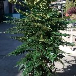 Mahonia «Charity»