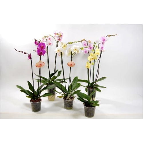 orquidea-phalaenopsis-mix-500x500