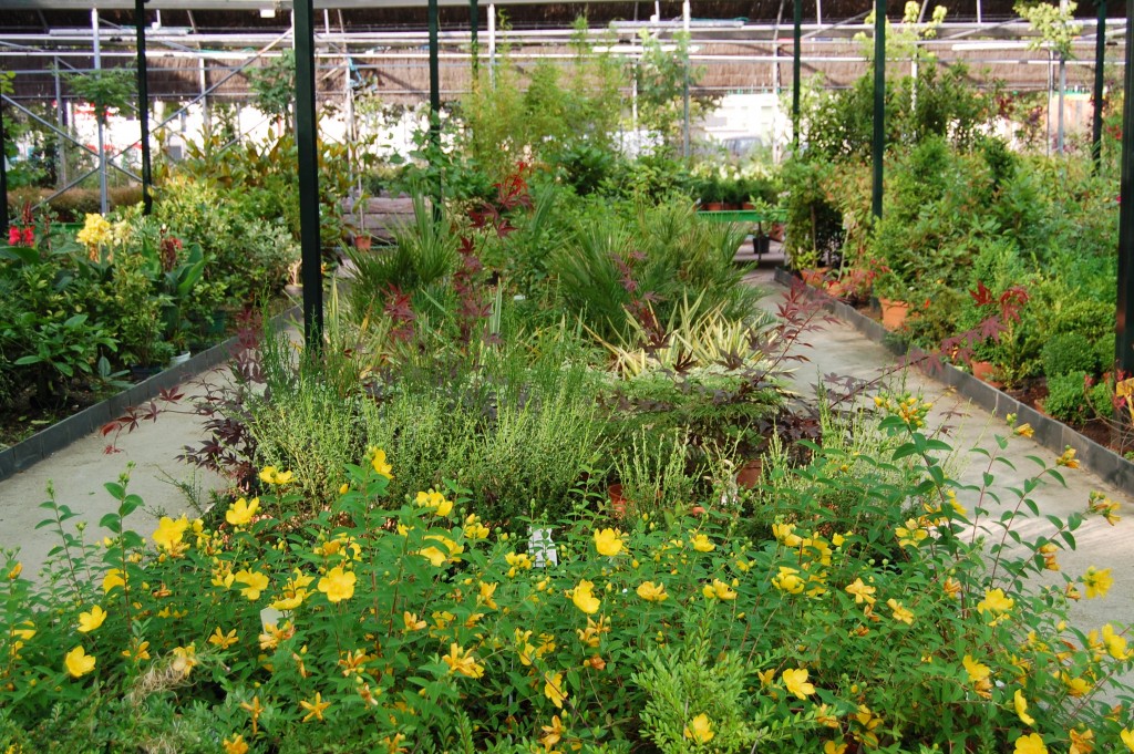 Plantas de exterior - Vivero Collado Villalba