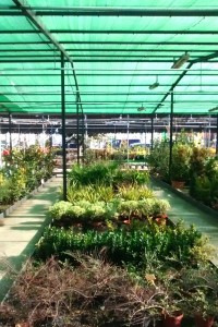 Vivero Collado Villalba - Flores y plantas Losan