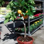 Citrus Sinensis – Naranjo – Collado Villalba