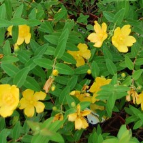 Hypericum, Hipérico o Hierba de San Juan