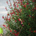 Salvia microphylla, Salvia grahammi o Salvia rosa