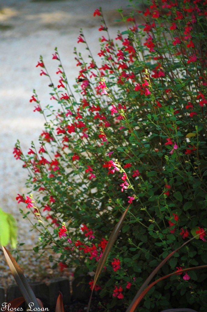 Salvia microphylla, Salvia grahammi o Salvia rosa Salvia microphylla, Salvia grahammi o Salvia rosa