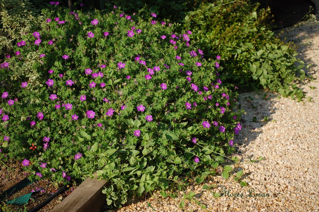 Geranium Sanguineum - Geranio de sangre