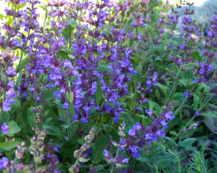 SalviaOfficinalis Flores Losan