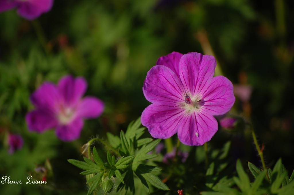 Geranium Sanguineum - Geranio de sangre