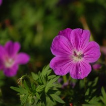 Geranium Sanguineum - Geranio de sangre