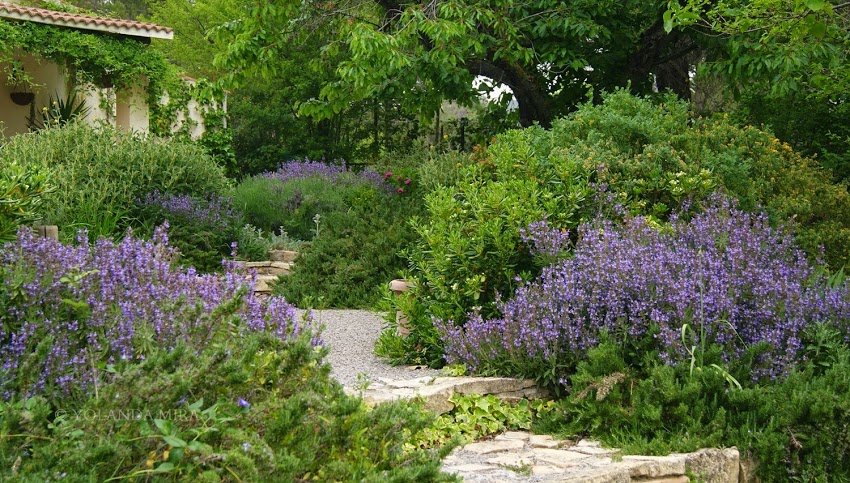 Cinco azules que querrás tener en tu jardín Cinco azules que querrás tener en tu jardín