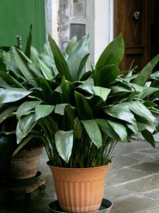 Cinco plantas de interior para principiantes