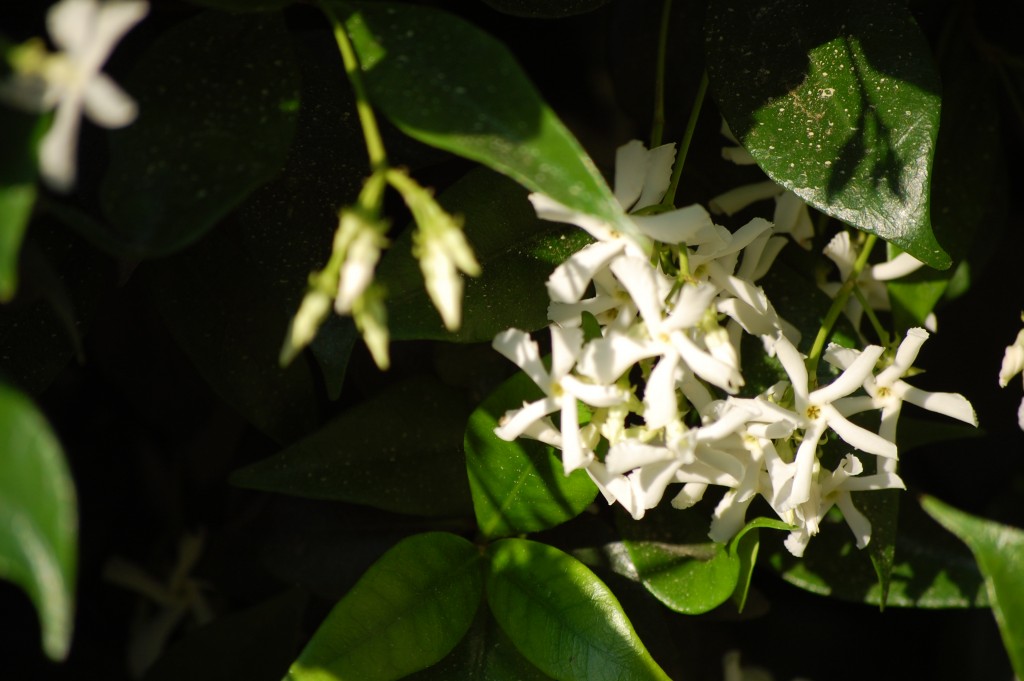 Falso jazmín, trachelospermum