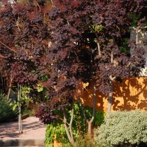 Cotinus coggyria o Árbol de las pelucas