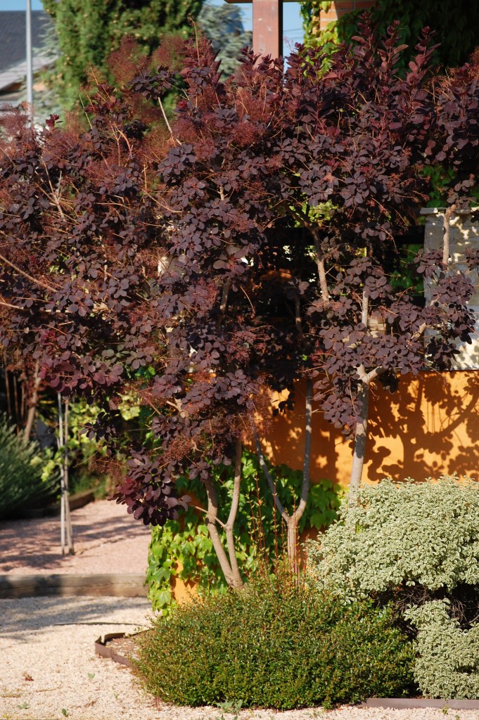 Cotinus coggyria, Árbol de las pelucas o Fustete