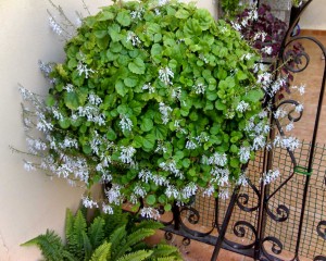 Plectranthus verticillatus