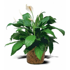 Spathiphyllum