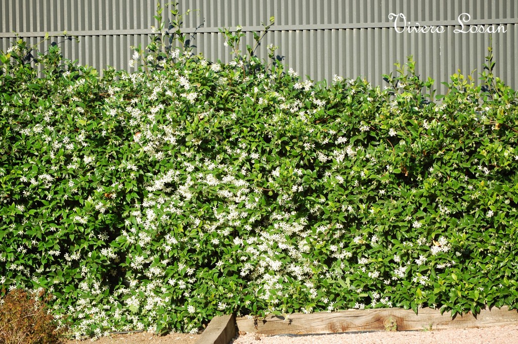 Trachelospermum o Rhyncospermum jasminoide