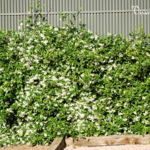 Trachelospermum o Rhyncospermum jasminoide