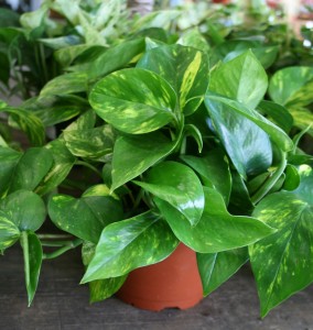 pothos_golden