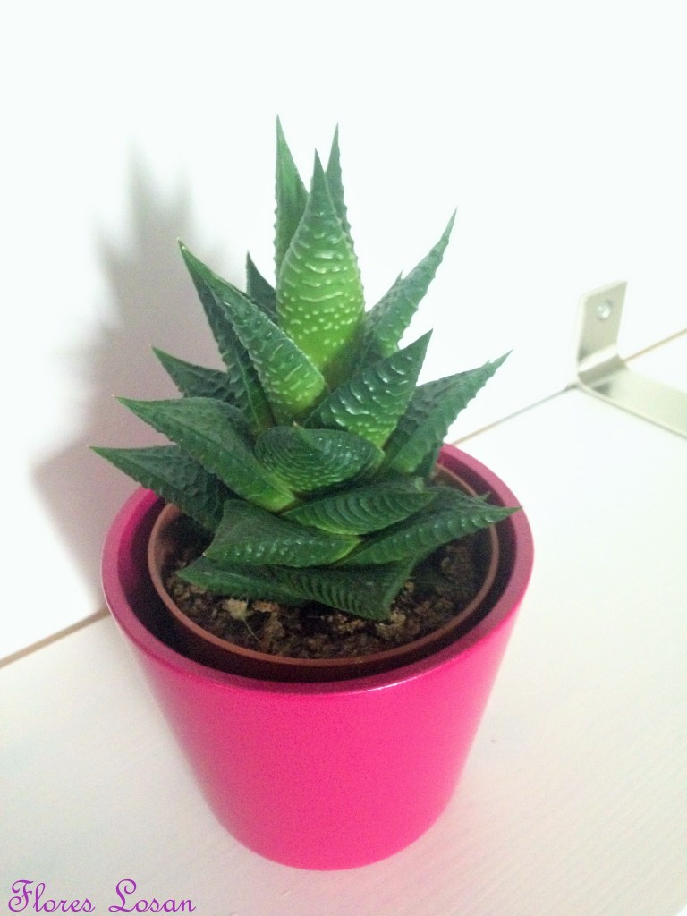 Crasas o suculentas: Haworthia Limifolia