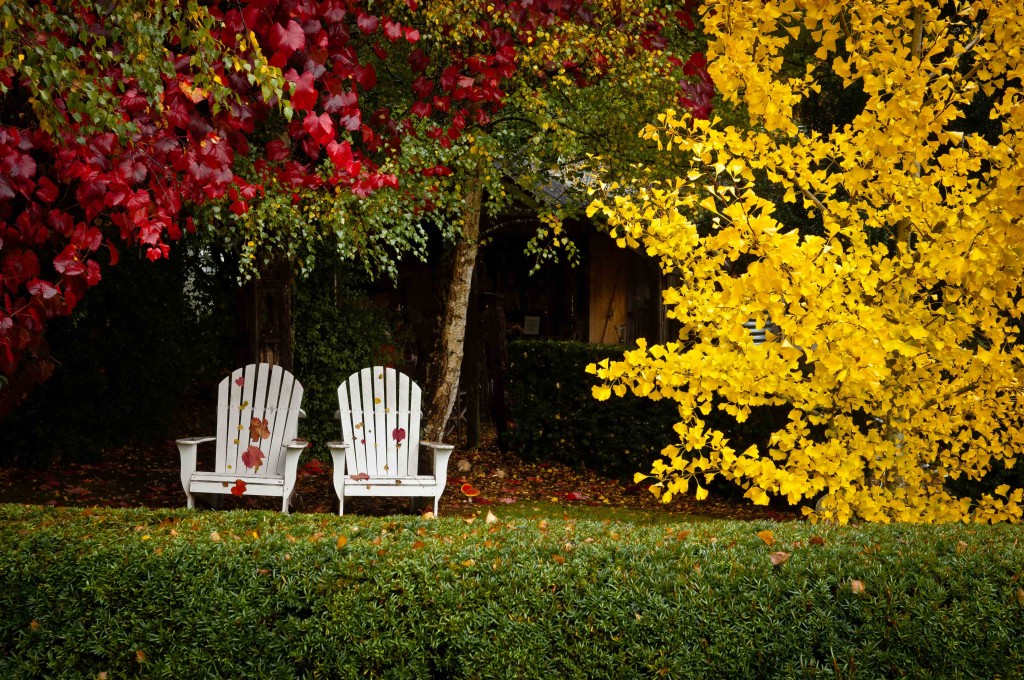 Plantas que embellecen el jardín en otoño