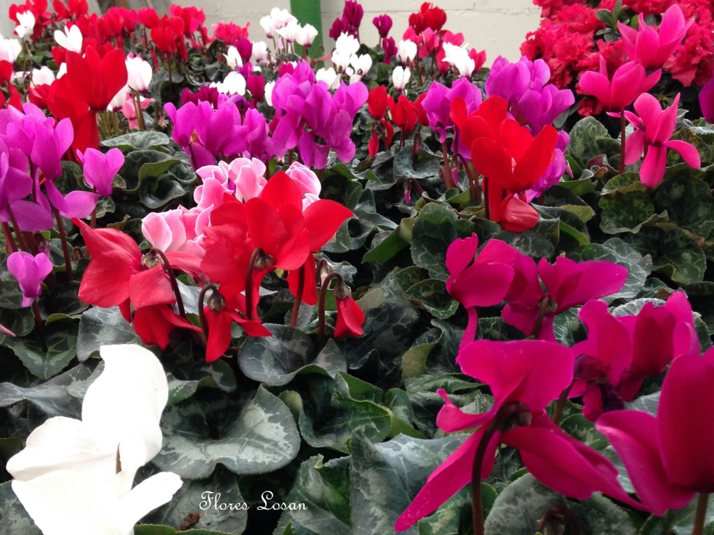 Ciclamen, Cyclamen Persicum, Violeta de Persia