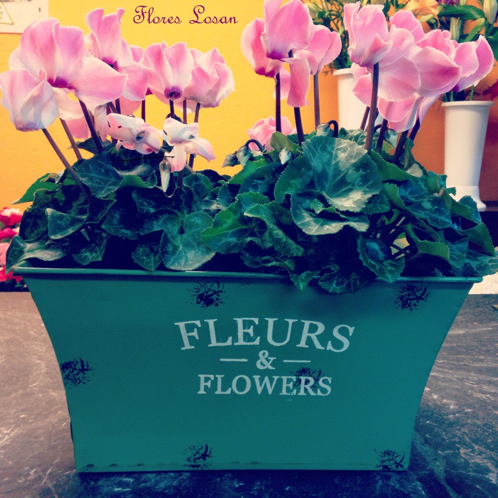 Ciclamen, Cyclamen Persicum, Violeta de Persia