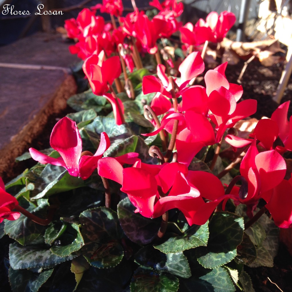 Ciclamen, Cyclamen Persicum, Violeta de Persia