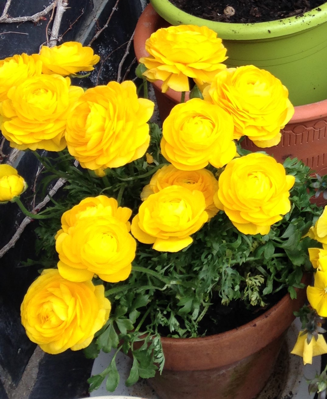 Cinco amarillas que querrás tener en tu jardín