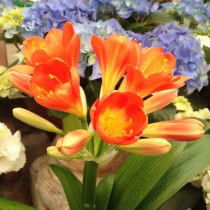 Clivia, Clivia miniata, Lirio cafre