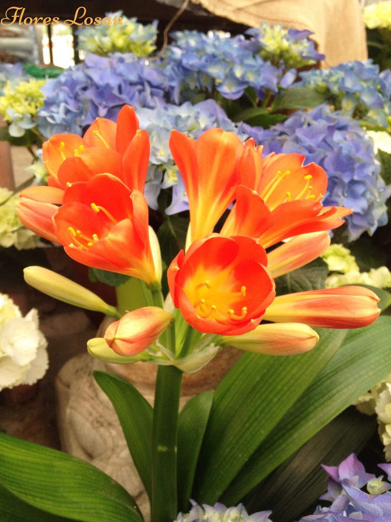 Clivia, Clivia miniata, Lirio cafre