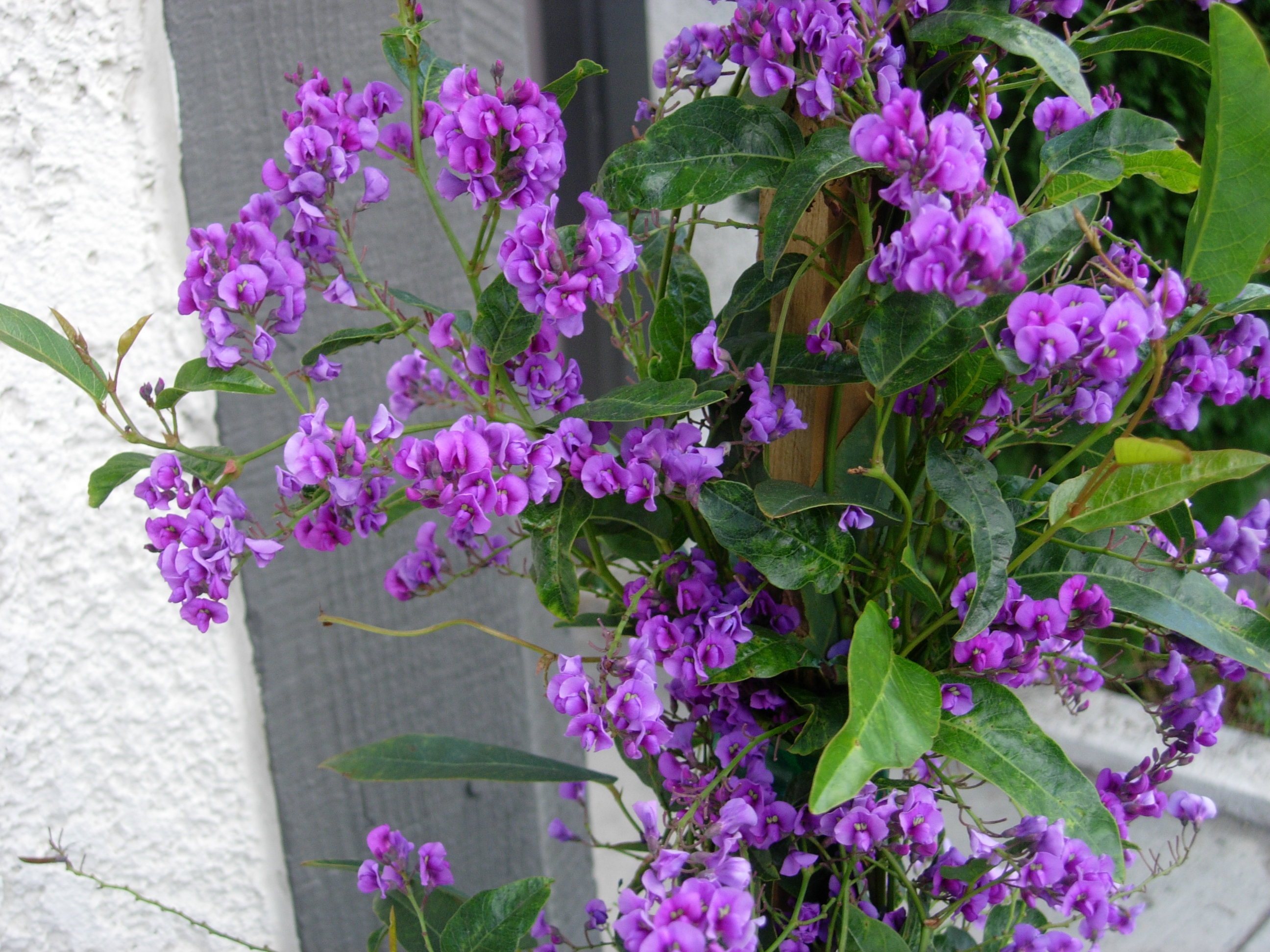 Hardenbergia violacea o Hardenbergia violeta, ficha y cuidados