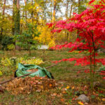 Cuidados del jardín en otoño
