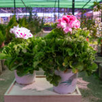 PLANTAS PARA TU JARDÍN POR MENOS DE 10 EUROS