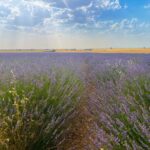 EL MES DE LA LAVANDA