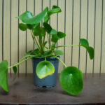 PLANTAS DE LA SUERTE