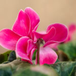 NUEVA TEMPORADA, NUEVAS FLORES